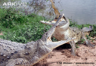 Illustration for article titled Sunday Crocodilian - Crocodylus intermedius Edition